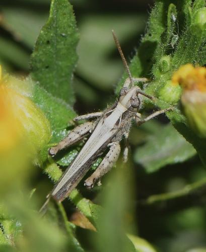 Chorthippus sp.